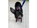 Adopt Betty a Black Terrier (Unknown Type, Small) / Mixed dog in San Antonio