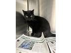 Adopt Groovy a All Black Domestic Shorthair / Domestic Shorthair / Mixed cat in