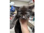 Adopt Jake a All Black Domestic Mediumhair / Domestic Shorthair / Mixed cat in