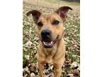 Adopt Babbette a Brown/Chocolate American Pit Bull Terrier / Mixed Breed