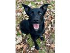Adopt Cissy a Black Labrador Retriever / Mixed dog in Bartlesville
