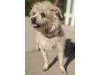 Adopt SCRUFFY a Brown/Chocolate Terrier (Unknown Type, Medium) / Mixed Breed