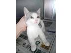 Adopt PIGLET a White Domestic Shorthair / Domestic Shorthair / Mixed cat in
