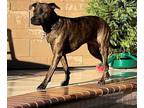 Adopt Lucy a Brindle Shepherd (Unknown Type) / Pit Bull Terrier / Mixed dog in
