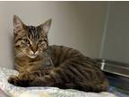 Adopt Sabrina a Domestic Shorthair / Mixed (short coat) cat in Tiffin