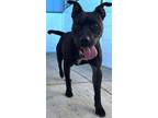 Adopt Jaxx a Black - with White American Pit Bull Terrier / Mixed dog in