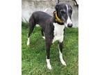 Adopt Rosegarland Vito (Vito) a Greyhound / Mixed dog in Glen Ellyn