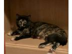 Adopt Ruby a Domestic Shorthair / Mixed (short coat) cat in Heber, UT (40201457)