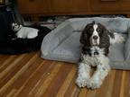 Adopt Rio a Brown/Chocolate - with White English Springer Spaniel / Mixed dog in