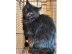 Adopt Bellamy *Barn Cat* a All Black Domestic Longhair / Domestic Shorthair /
