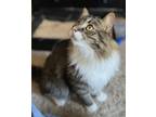 Adopt Bix a Gray or Blue (Mostly) Domestic Mediumhair / Mixed (medium coat) cat