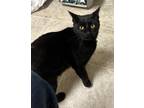 Adopt Cinder a All Black Domestic Shorthair (short coat) cat in Independence