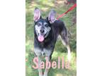 Adopt Sabella a Gray/Silver/Salt & Pepper - with Black Shepherd (Unknown Type) /
