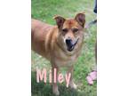 Adopt Miley a Red/Golden/Orange/Chestnut Shepherd (Unknown Type) / Mixed dog in
