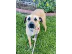 Adopt Mumu a Tan/Yellow/Fawn - with Black Black Mouth Cur / Mixed dog in Van