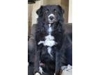 Adopt Ogallala a Border Collie / Australian Shepherd / Mixed dog in Fort Lupton