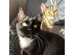 Adopt Bonded pair- Nitro and Aurora a Brown Tabby Domestic Shorthair (short