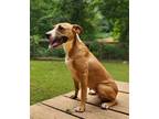 Adopt Lucky a Tricolor (Tan/Brown & Black & White) Black Mouth Cur / Boxer /