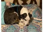 Adopt Lil Lady a Black - with White Border Terrier / Mixed dog in Cordova