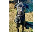 Adopt Buck a Black Mixed Breed (Large) / Mixed dog in Savannah, TN (39958093)