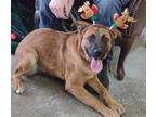 Adopt Poppy a Brindle Shepherd (Unknown Type) / Mixed Breed (Medium) / Mixed