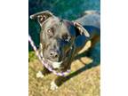 Adopt Bentley a Black Mixed Breed (Medium) / Mixed dog in Savannah
