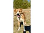 Adopt Bucky a Tan/Yellow/Fawn Mixed Breed (Large) / Mixed dog in Savannah