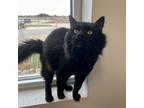 Adopt Chapstick a All Black Domestic Longhair / Domestic Shorthair / Mixed cat
