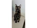 Adopt Hope a Black (Mostly) Domestic Shorthair / Mixed cat in Sharpsburg
