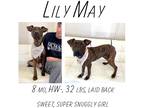 Adopt Lily May a Mixed Breed (Medium) / Mixed dog in Albany, GA (40189146)
