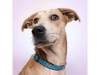Adopt Sandy a Tan/Yellow/Fawn Rhodesian Ridgeback / Greyhound / Mixed dog in
