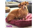 Adopt Sadie a Red/Golden/Orange/Chestnut Dachshund / Mixed dog in Bensalem