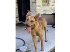 Adopt Bruce a Red/Golden/Orange/Chestnut German Shepherd Dog / Mixed dog in