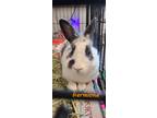 Adopt Hermione a White English Spot / Mixed (medium coat) rabbit in Pottsville