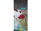Adopt Fred a White Dwarf / Mixed (medium coat) rabbit in Pottsville