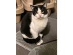 Adopt Morgan a Black & White or Tuxedo Domestic Shorthair (short coat) cat in