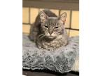 Adopt Minnie a Gray or Blue (Mostly) Domestic Shorthair (short coat) cat in West
