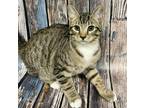 Adopt Gustavo a Brown or Chocolate Domestic Shorthair / Domestic Shorthair /