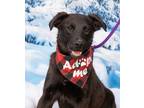 Adopt Zahn a Labrador Retriever / Mixed dog in Fort Lupton, CO (40128042)