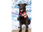 Adopt Keyhn a Labrador Retriever / Mixed dog in Fort Lupton, CO (40128040)