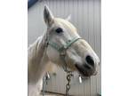 Adopt Angel a White Appaloosa horse in Greeneville, TN (40148192)