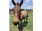 Adopt Zeke a Buckskin Donkey/Mule/Burro/Hinny horse in Greeneville