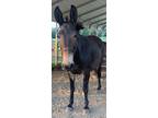 Adopt Betty a Bay Donkey/Mule/Burro/Hinny horse in Greeneville, TN (40148235)