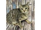 Adopt Odie a Brown Tabby Domestic Shorthair / Mixed Breed (Medium) / Mixed