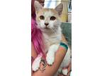 Adopt Arrietty a White Domestic Shorthair / Domestic Shorthair / Mixed cat in