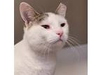 Adopt Theo a White Domestic Shorthair / Mixed Breed (Medium) / Mixed (short