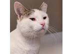 Adopt Theo a White Domestic Shorthair / Domestic Shorthair / Mixed cat in