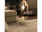 Adopt Omar a White Other/Unknown / Mixed (medium coat) rabbit in Edina