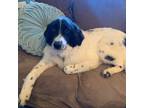 Adopt Piper a Great Pyrenees / Mixed dog in Louisville, KY (38879089)