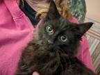 Adopt Harvey a All Black Domestic Mediumhair (medium coat) cat in Fremont